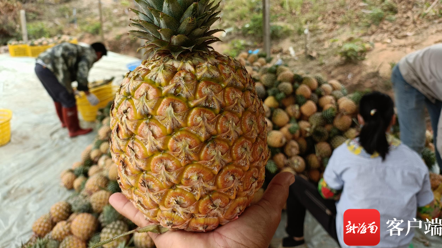 Mango Pineapples Proving Popular on Chinese Market Produce Report